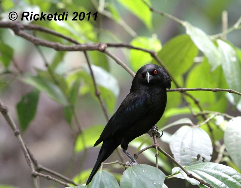 Bronzed Cowbird