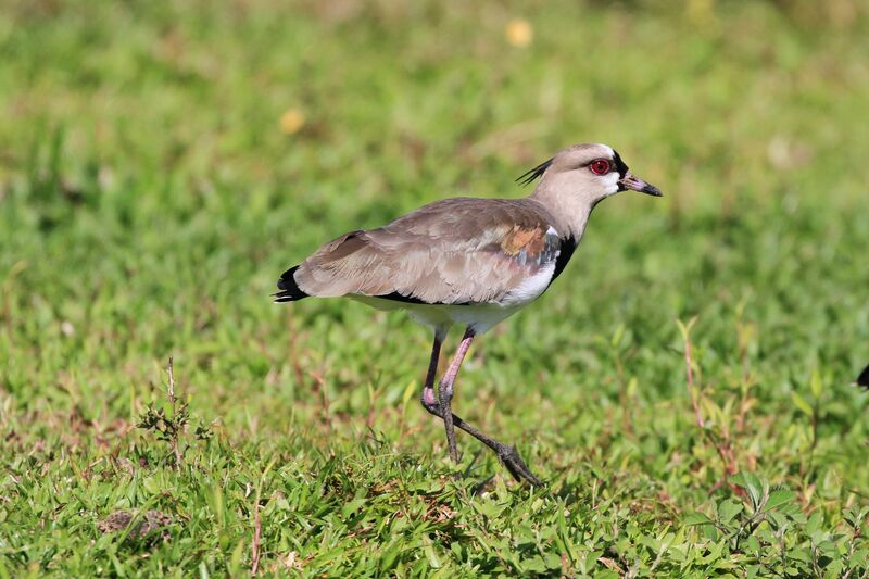 Southern Lapwing