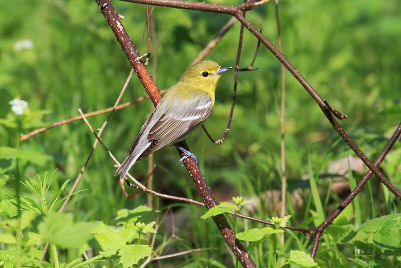 Viréo à gorge jaune