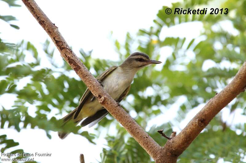 Black-whiskered Vireoadult