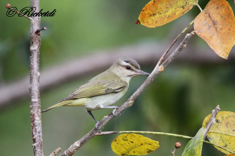 Black-whiskered Vireo