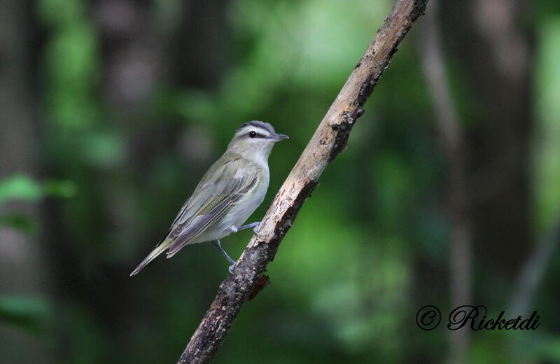 Red-eyed Vireo