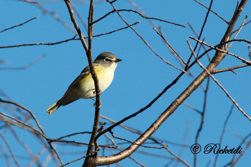 Blue-headed Vireo