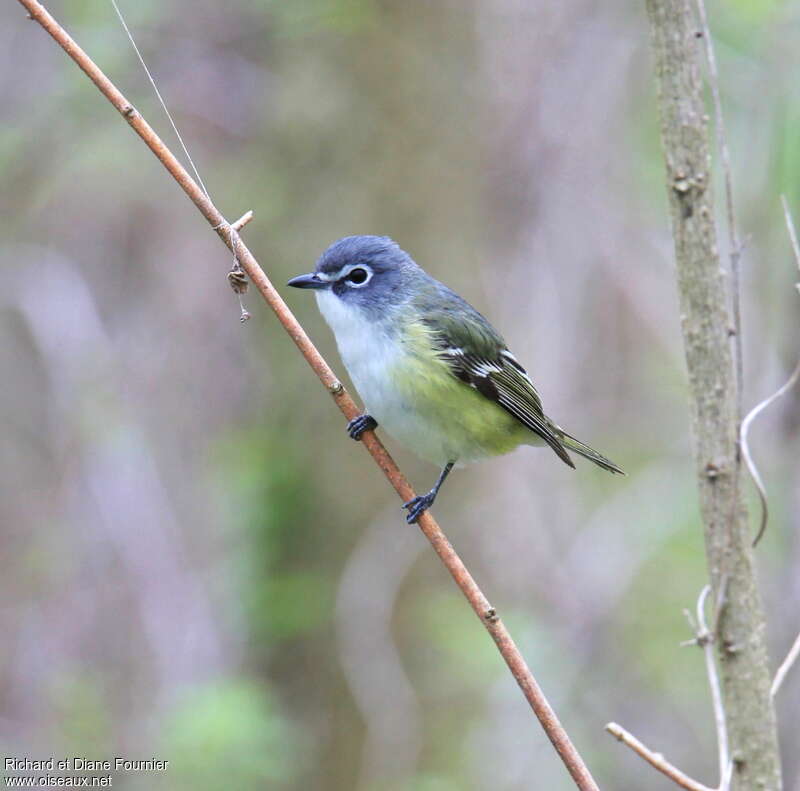 Blue-headed Vireo male adult breeding, identification