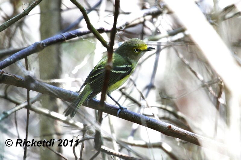 White-eyed Vireo