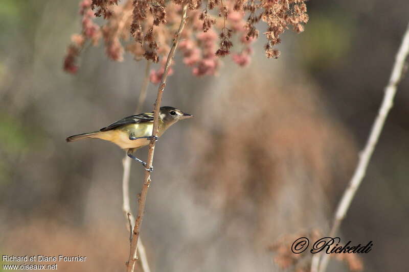 Bell's Vireo