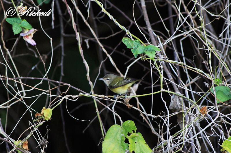 Bell's Vireo