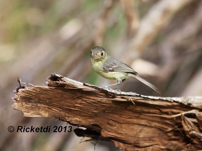 Cuban Vireo