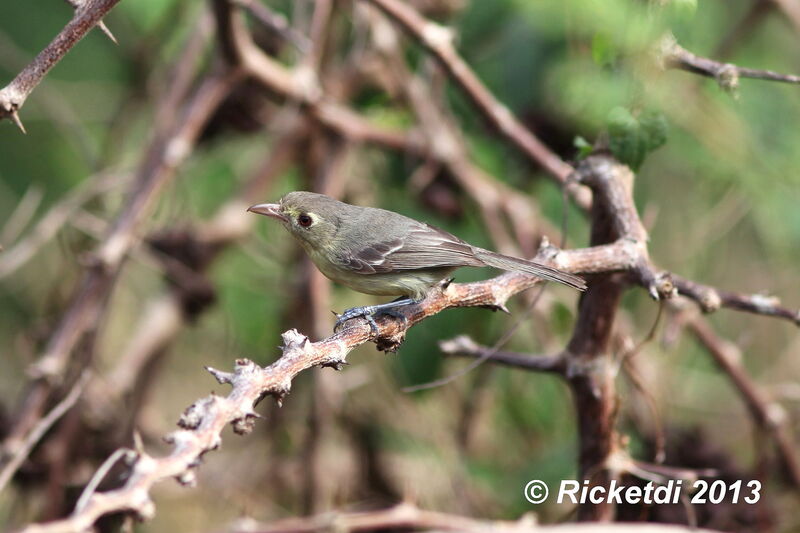 Cuban Vireo