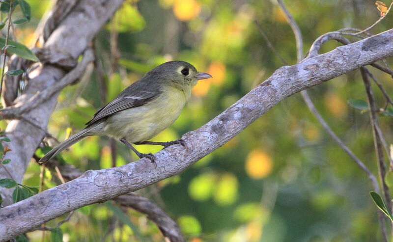 Cuban Vireo