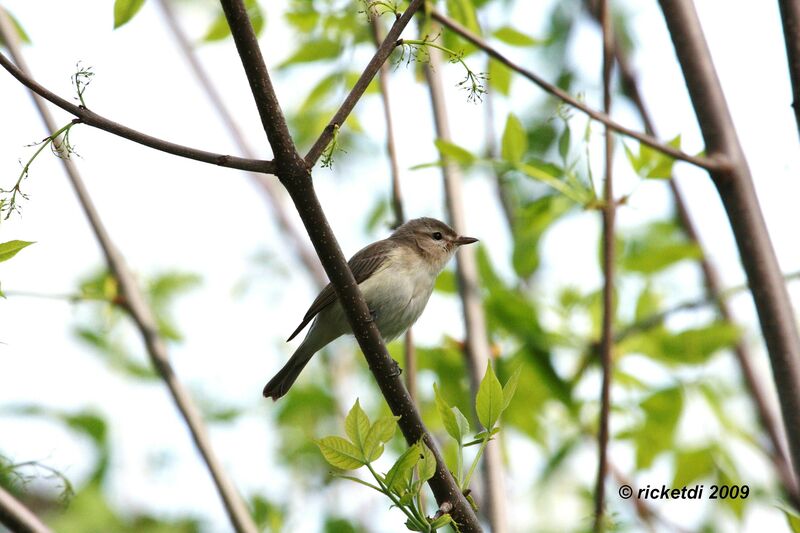 Warbling Vireo