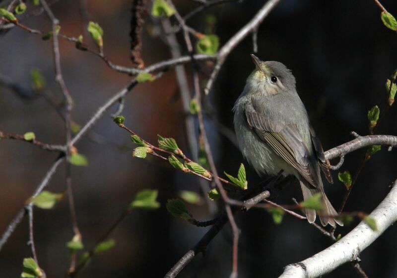 Warbling Vireo