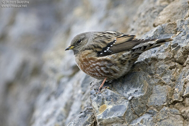 Alpine Accentoradult