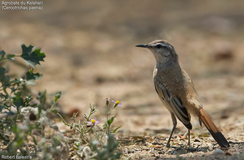 Kalahari Scrub Robin