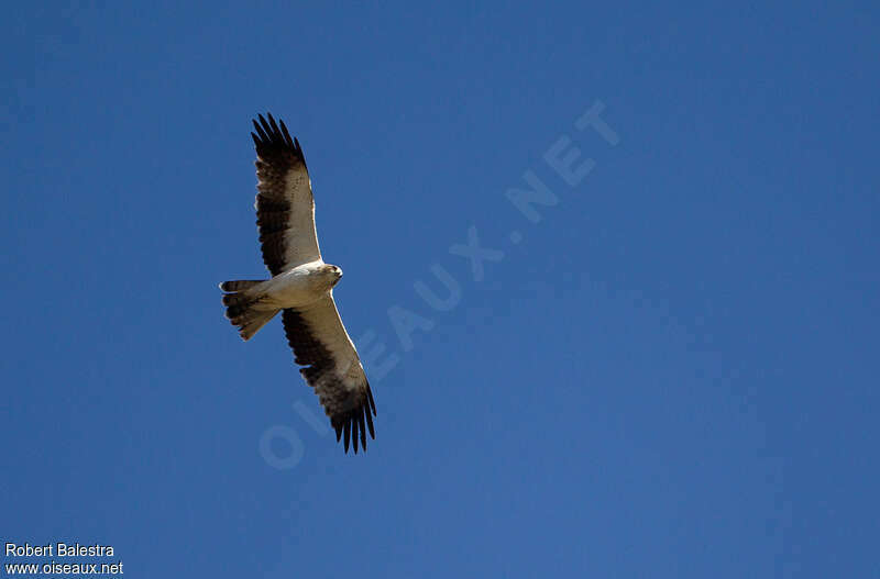 Booted Eagleadult, Flight