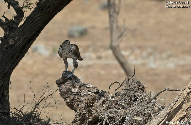 Bonelli's Eagle