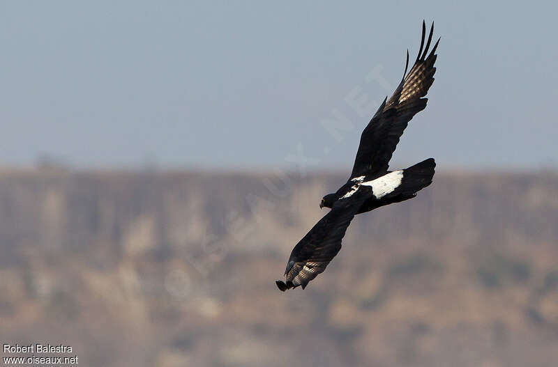 Aigle de Verreauxadulte, Vol