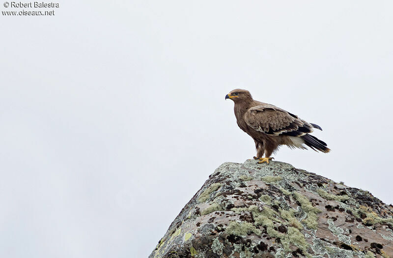 Aigle des steppes