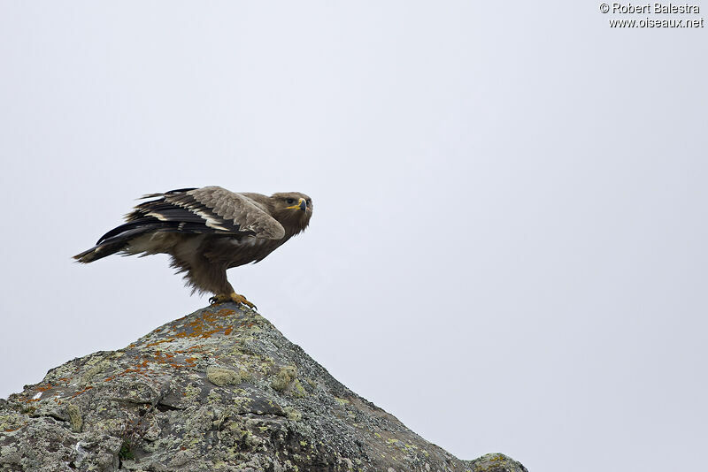 Steppe Eagle