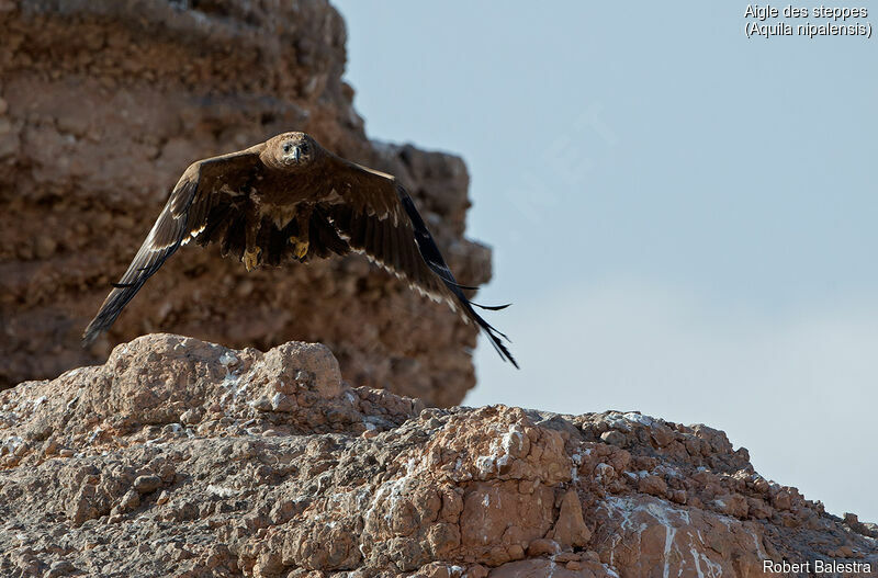 Steppe Eagle