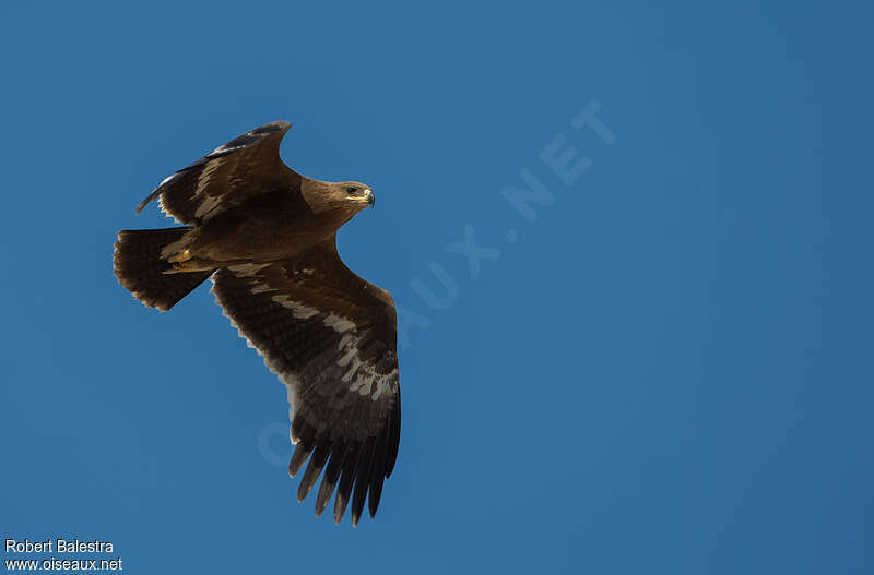 Aigle des steppes1ère année, Vol