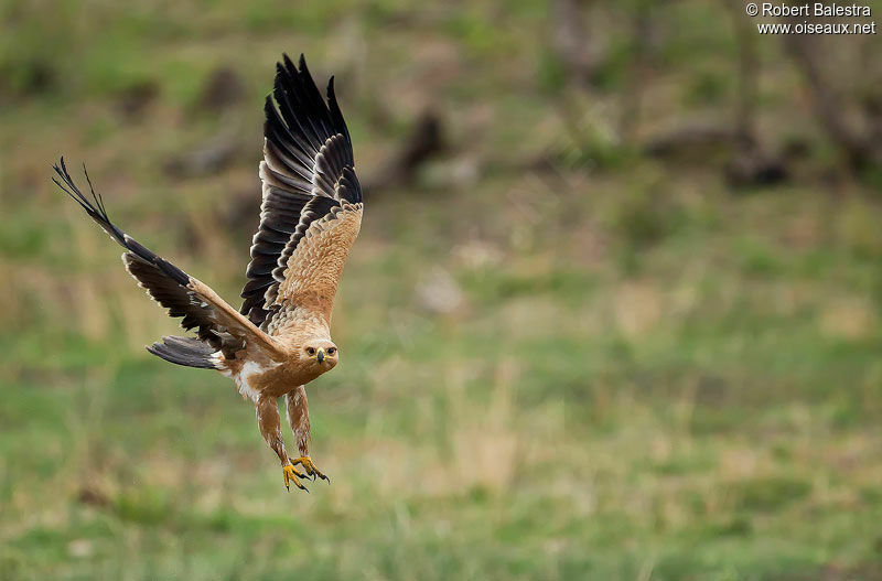 Tawny Eagle