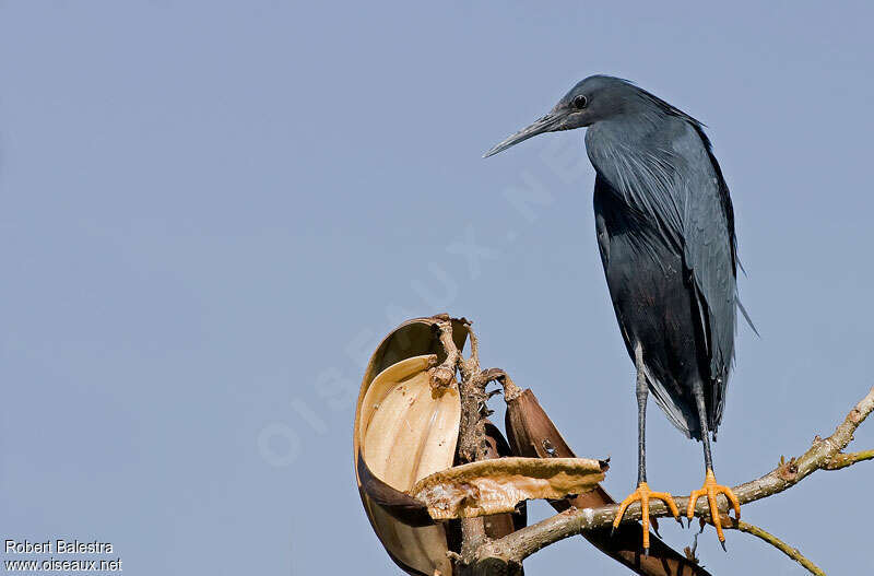 Black Heronadult, identification