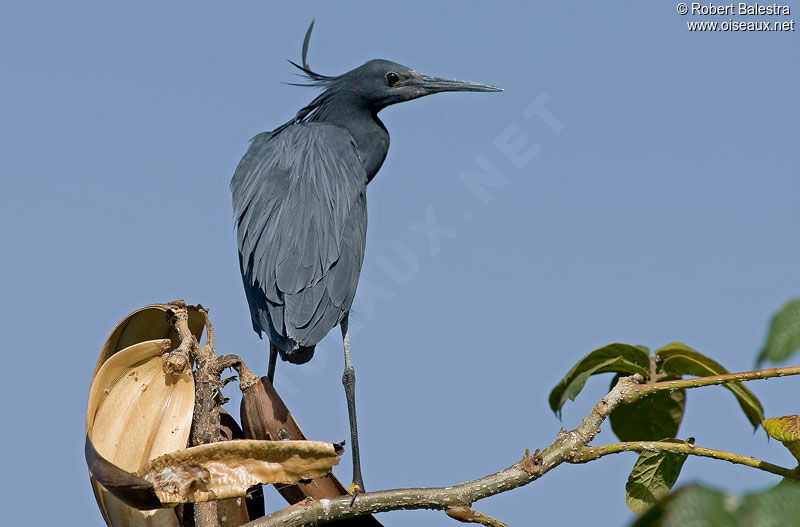 Aigrette ardoisée