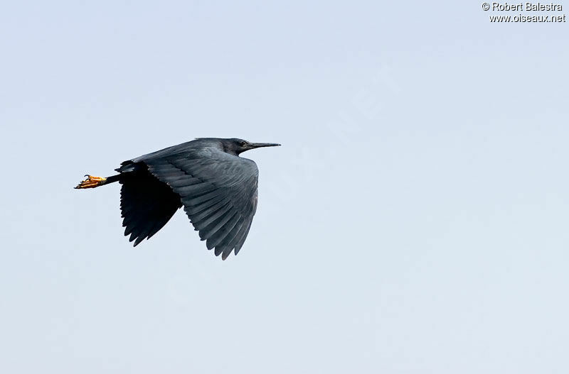 Aigrette ardoisée