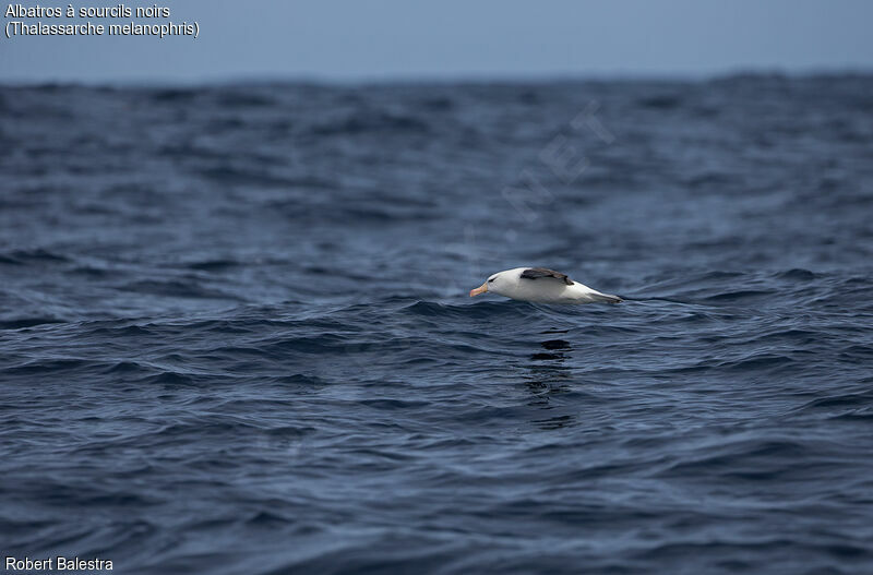 Black-browed Albatross