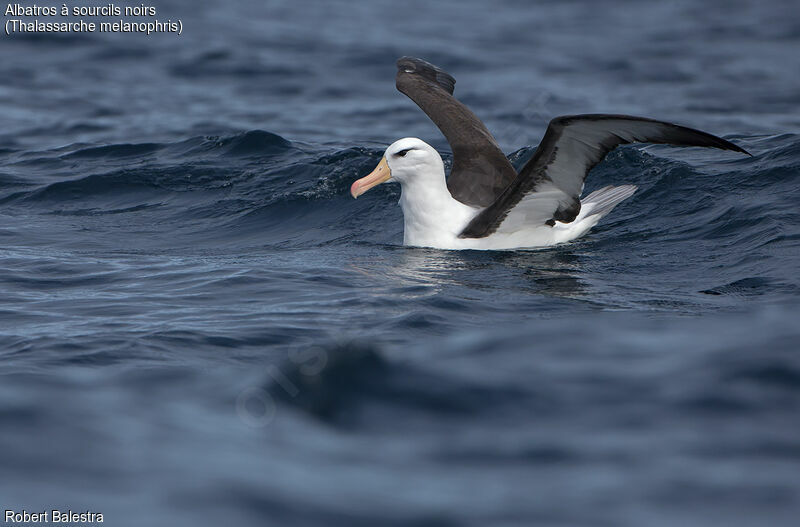 Black-browed Albatross