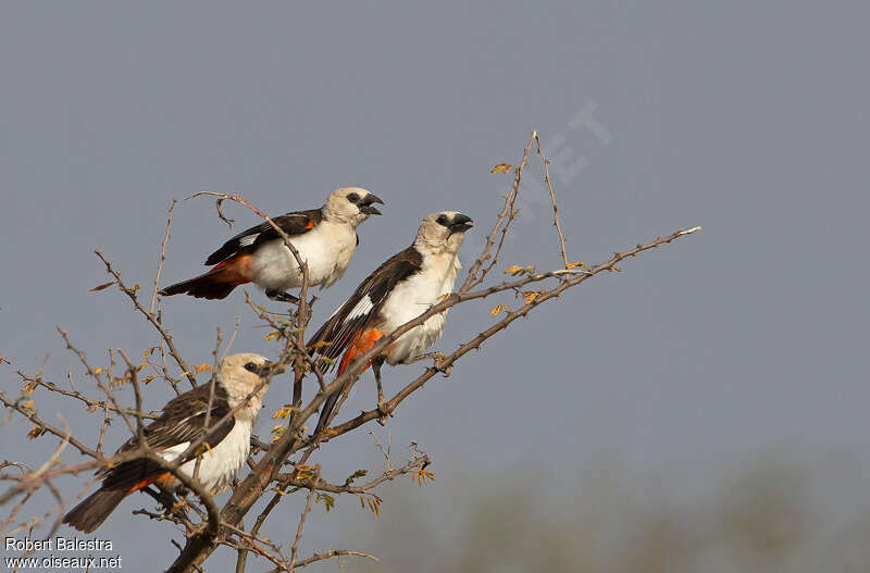 White-headed Buffalo Weaver, Behaviour