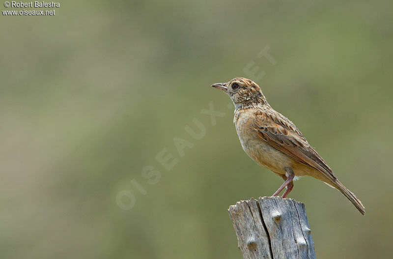 Rufous-naped Lark