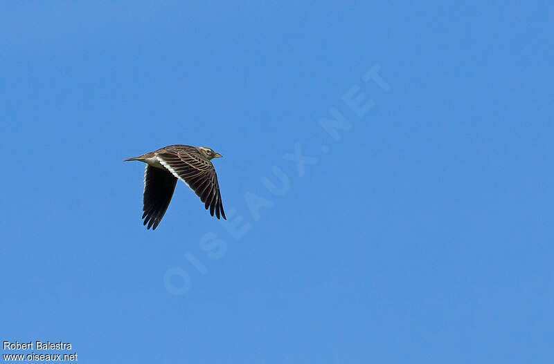 Calandra Larkadult, Flight