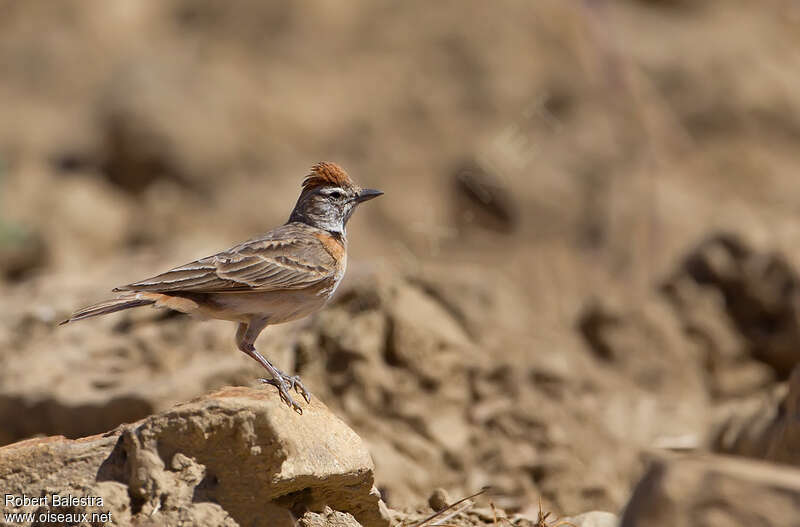 Blanford's Lark (erlangeri), identification