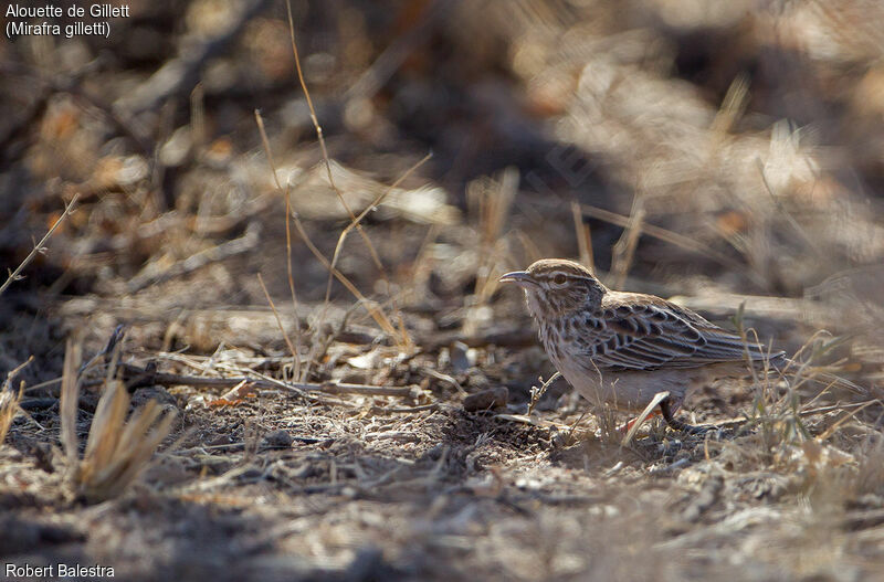 Gillett's Lark