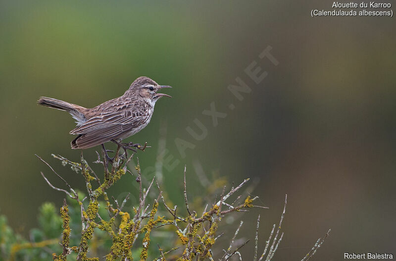 Karoo Lark