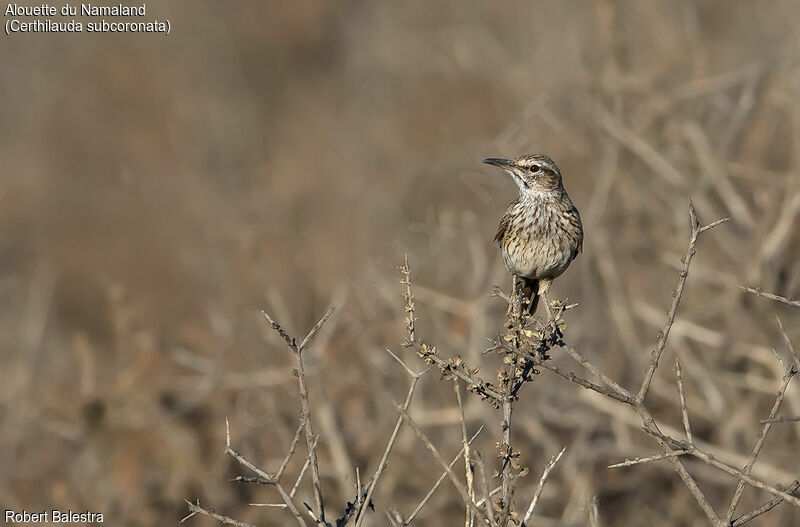 Karoo Long-billed Lark