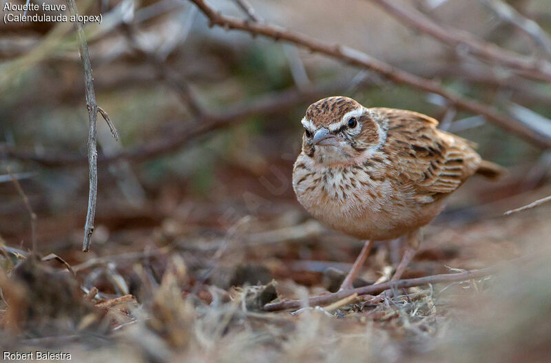 Fawn-colored Lark