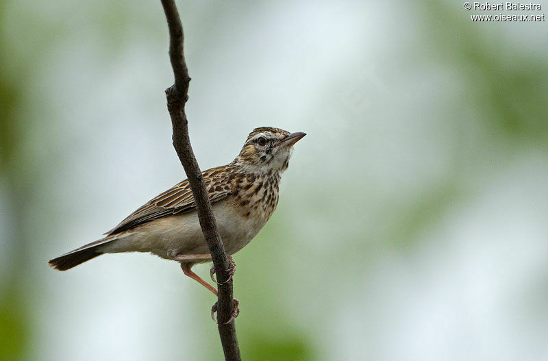 Sabota Lark