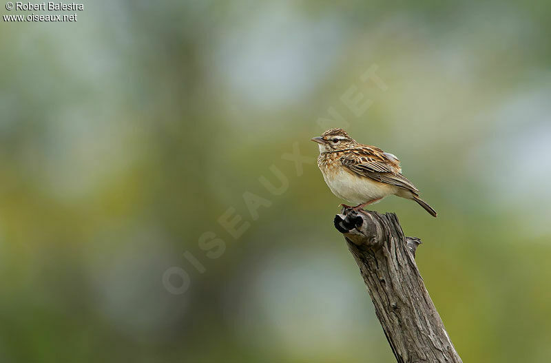 Sabota Lark