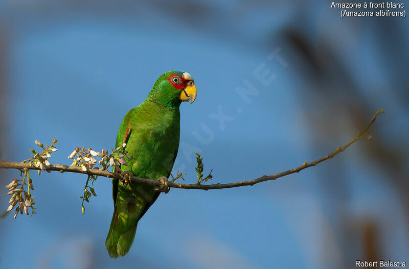 White-fronted Amazon