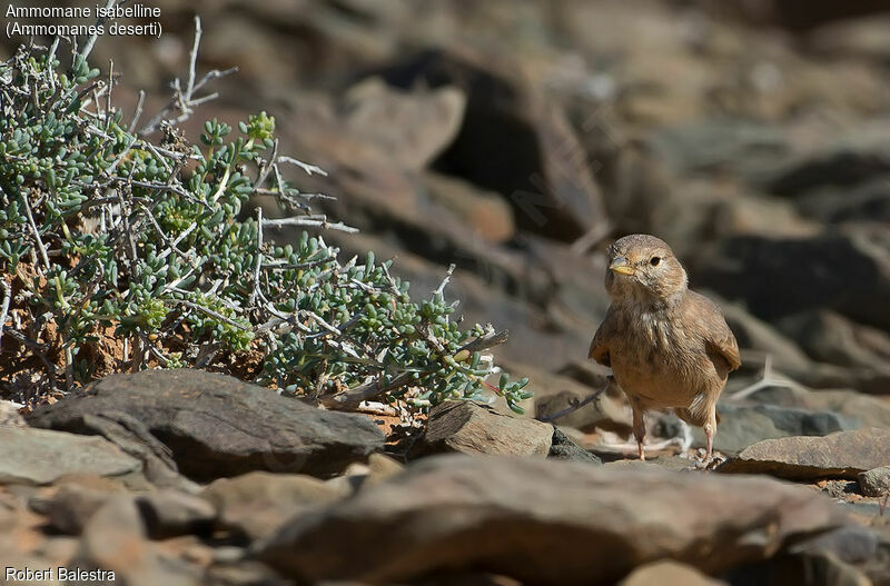 Desert Lark