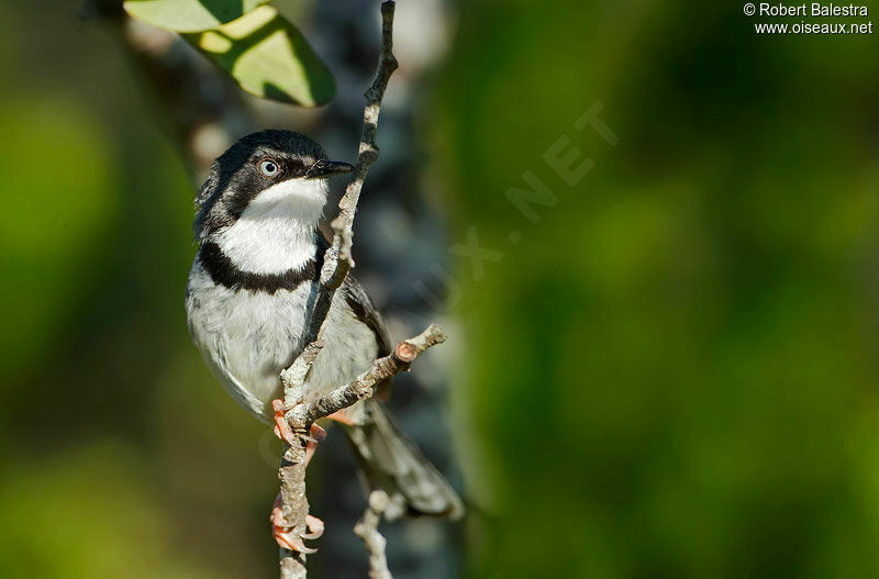 Bar-throated Apalis