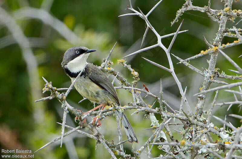 Bar-throated Apalisadult, identification