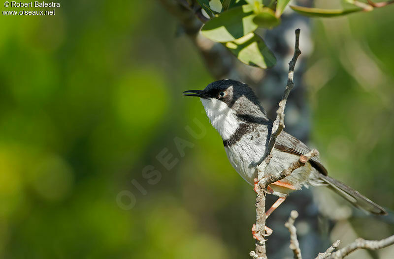 Apalis à collieradulte