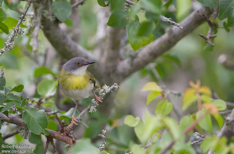 Yellow-breasted Apalisadult, habitat, pigmentation