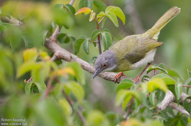 Yellow-breasted Apalisadult