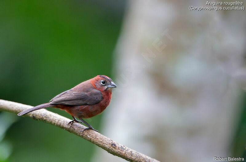 Red Pileated Finch