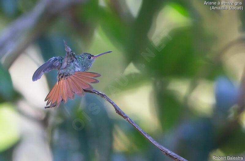 Rufous-tailed Hummingbird